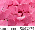 hydrangea 5063275