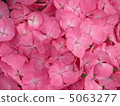  hydrangea 5063277