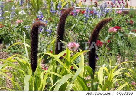 Millet 5063399