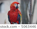 Green-winged Macaw 5063446