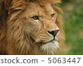 lion 5063447