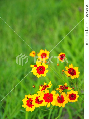 天池菊花在草原上 天池菊花在草原上 5063550