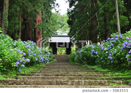 Mountain gate of hydrangea 5063553