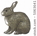 Rabbit  5063641