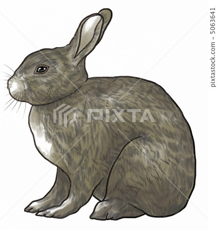 Rabbit Rabbit 5063641