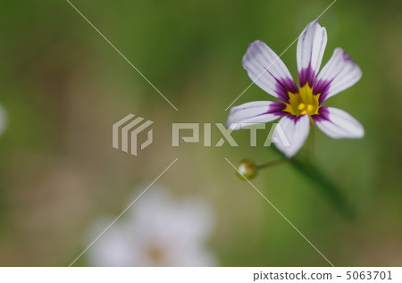 鱗翅目花 5063701