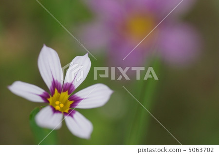 鱗翅目花 鱗翅目花 5063702