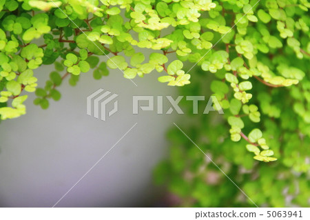 嬰兒眼淚 5063941