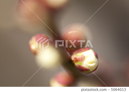 Plum bud Plum bud 5064013