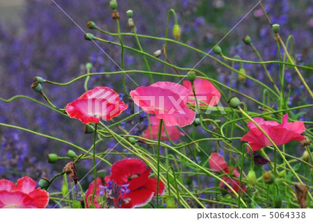 Poppy Poppy 5064338