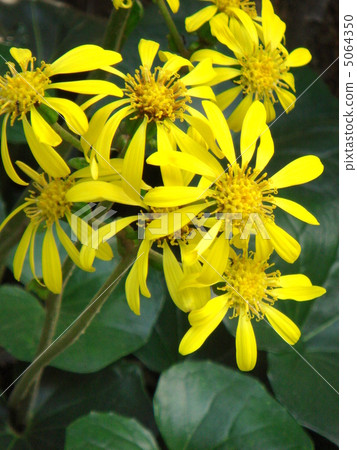 Zwabuki (stone gob) 5064350