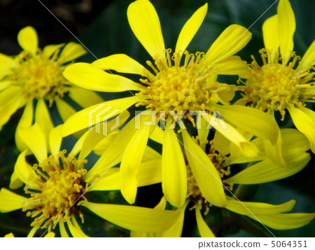 Tsuwaki(Ishige)的花 Tsuwaki(Ishige)的花 5064351