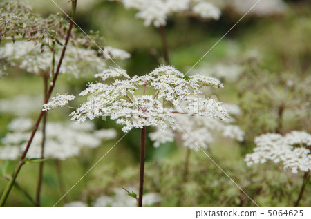 图库照片 当归 伞形科 伞形花序植物