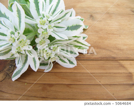 第一場雪草 5064684