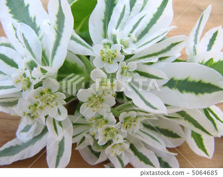 第一場雪草 5064685