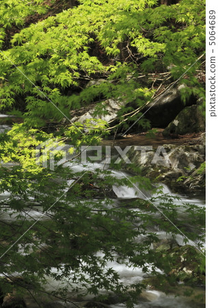 Fresh green flower garden Valley 5064689