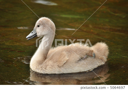 天鵝寶貝 5064697