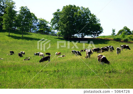放牧景觀 5064726