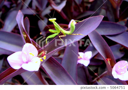 Murasakigoten (purple palace) and mantis Murasakigoten (purple palace) and mantis 5064751