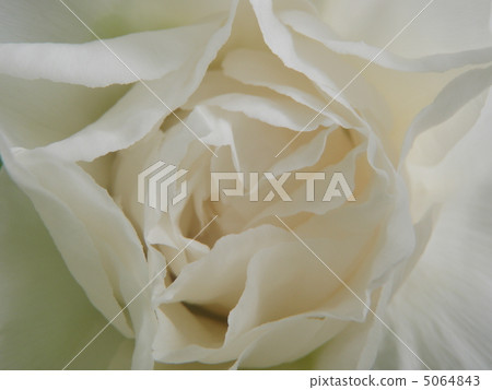 White Pure Peony 5064843