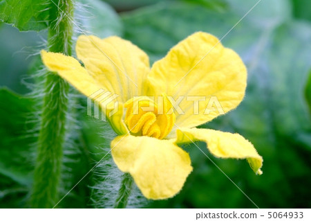 Male flower of watermelon 5064933