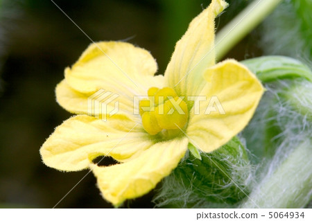 Female flower of watermelon 5064934