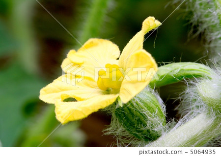 Female flower of watermelon 5064935