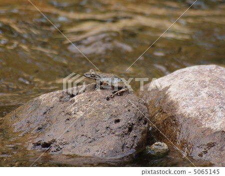 Frog Frog in the Nojiri River Fukushima Prefecture 5065145