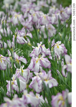 虹膜虹膜（江戶式Lunaru） 5065199