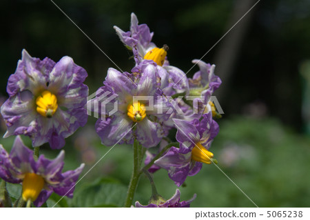 Potato flowers 5065238