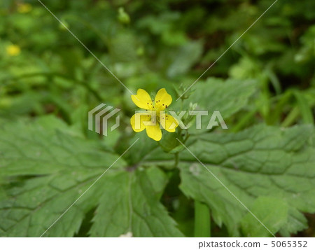 Heavy rice straw (10) 5065352