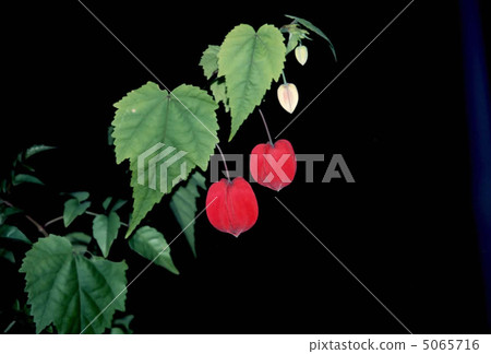 Flower in the garden 5065716