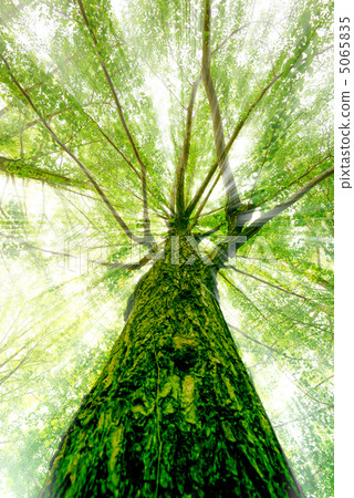 Sunlight leaf day (synthetic processing) 5065835