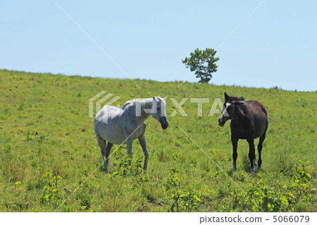 Horses of Arakawa Kogen 5066079