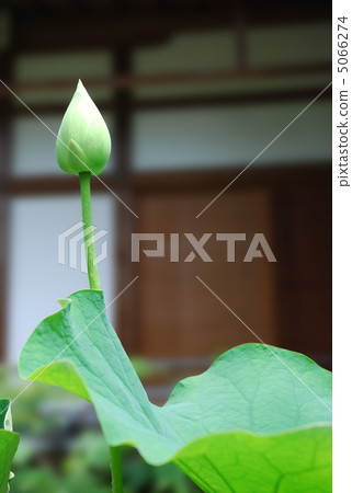Lotus flower bud gold monkey Komyoji Temple · Seiunsain 5066274