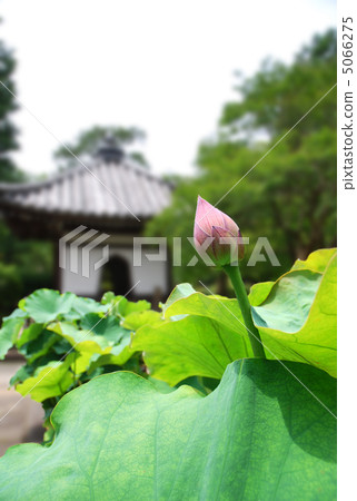 蓮花芽金猴子Komyoji寺廟·Seiunsain 5066275