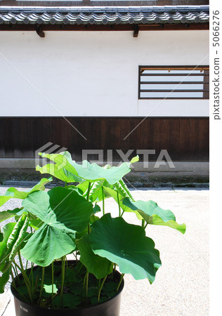 蓮花京都·東福寺的盆栽植物 5066276