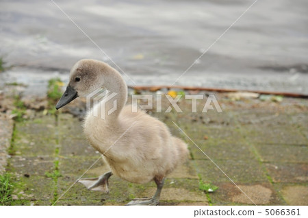 天鵝寶貝在你散步 5066361