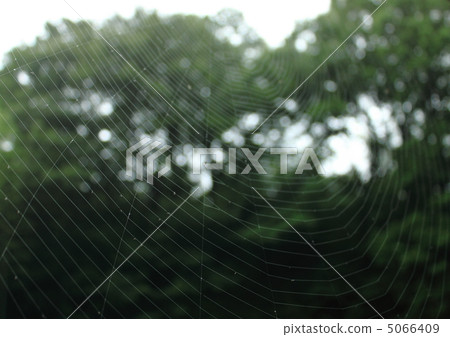 Spider web 5066409