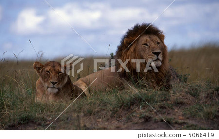 lion 5066419