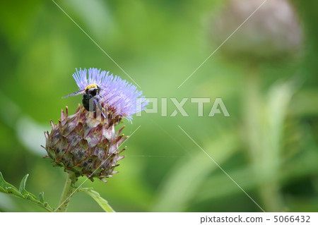Hummingbird and bee Hummingbird and bee 5066432