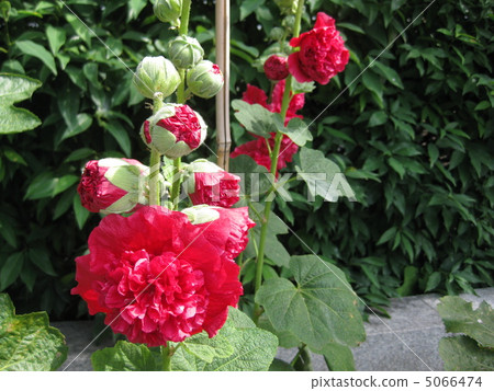 Double-blooming Hollyhock (Aoshoi) Double-blooming Hollyhock (Aoshoi) 5066474