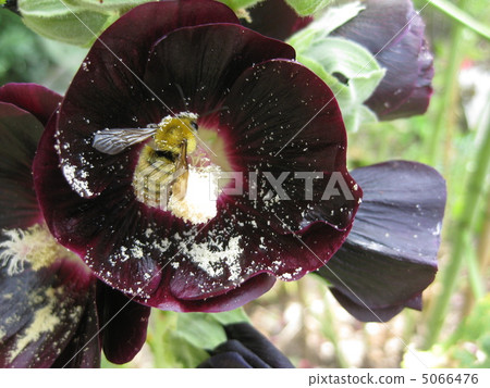 黑蜀葵(Aoshoi)和蜜蜂 黑蜀葵(Aoshoi)和蜜蜂 5066476