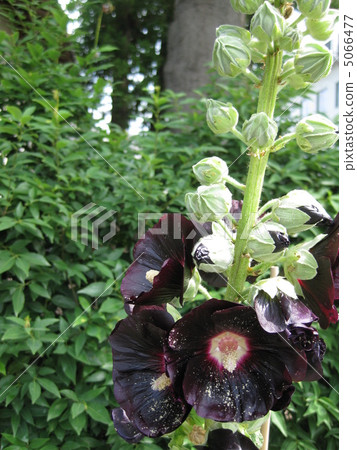 Black Hollyhock (Aoshoi) and bee Black Hollyhock (Aoshoi) and bee 5066477