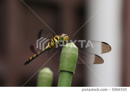 Dragonfly Dragonfly 5066505
