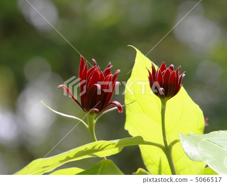 Kurobana Rubai Kurobana Rubai 5066517