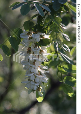 Fake acacia Fake acacia 5066531