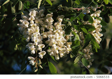 Fake acacia Fake acacia 5066533