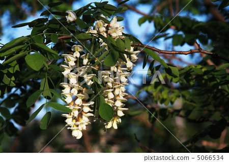 Fake acacia Fake acacia 5066534