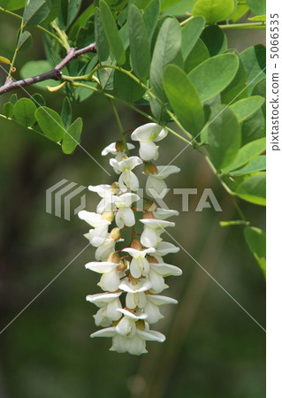 Fake acacia Fake acacia 5066535